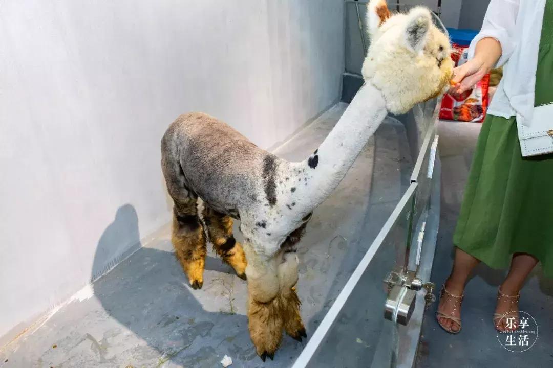 19.9包邮毛绒羊驼,羊驼9.9元秒杀直播