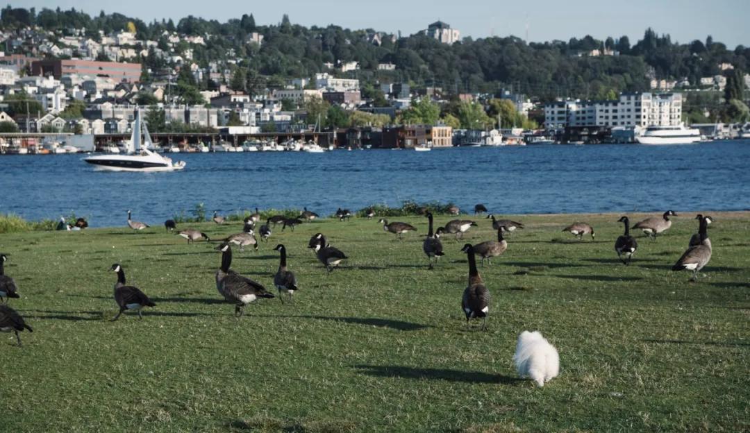 西雅图深度详细攻略,西雅图居住十年攻略