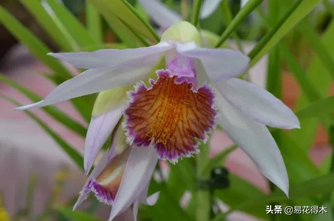 笋兰是名贵兰花吗,深山里又发现好多珍贵兰花品种