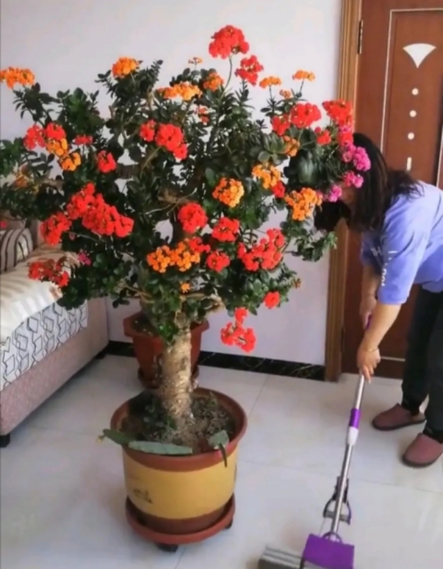 18种好养、好看、寓意超好的新家盆栽，总有一款你喜欢