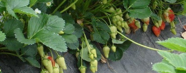 繁殖草莓苗挣钱,草莓苗怎么繁殖新苗