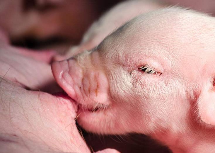 仔猪断奶就拉稀怎么办,仔猪断奶后总是腹泻怎么办