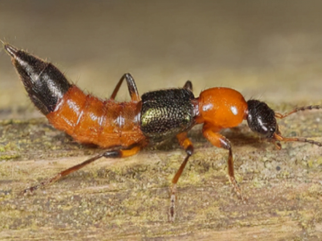 被隐翅虫咬伤有多可怕,被隐翅虫咬后症状图片及治疗方法