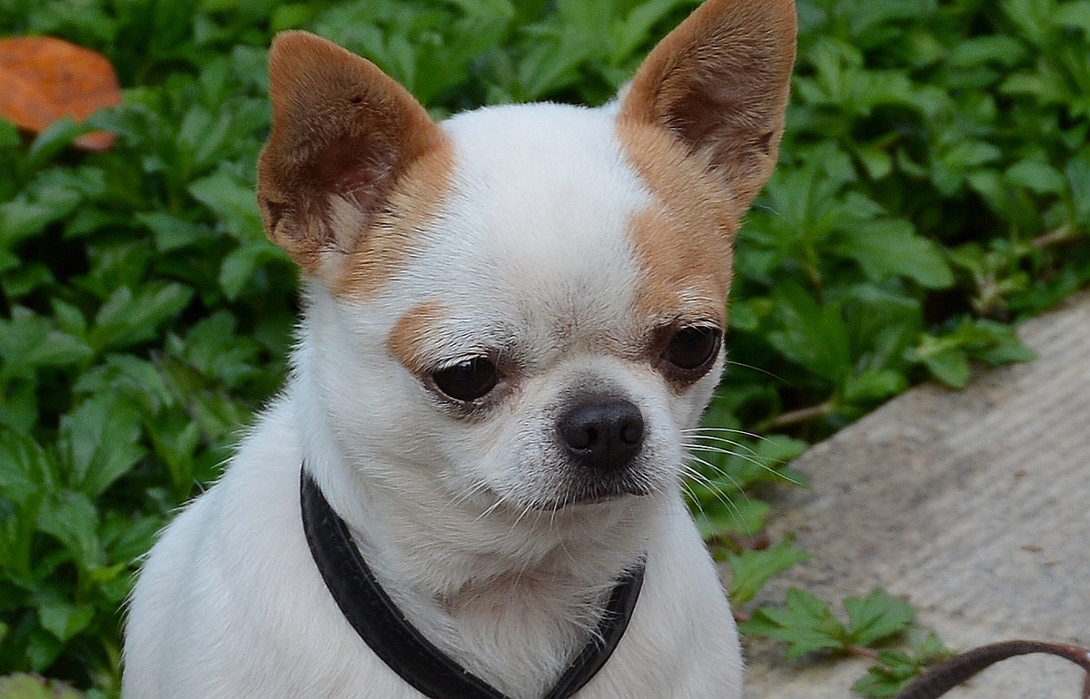 犬拉白色果冻状的便便怎么回事,宠物狗送到新家不到半月就拉肚子