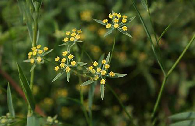 小柴胡汤日本,日本小柴胡汤案例