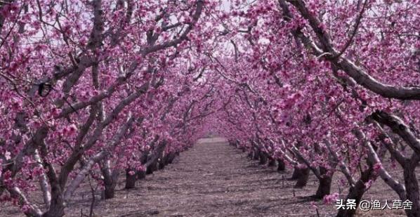桃子树如何才能让果变甜,桃子树结满密密麻麻的桃子怎么办