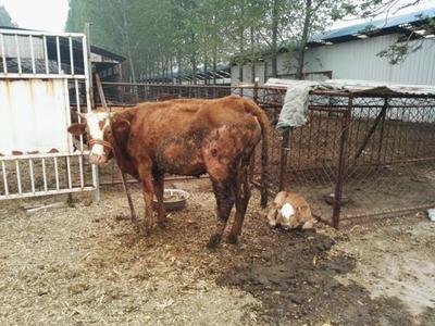 母牛产后胎衣不出来怎么处理,母牛产后胎衣不下解决方案