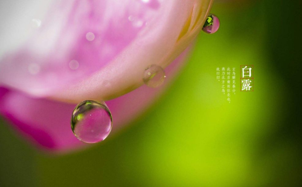 「诗词鉴赏」清风至，白露生，那些优美的白露诗词