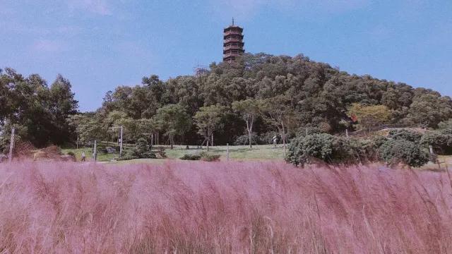 有哪些好玩的地方适合儿童深圳,深圳适合小朋友玩的8个免费景点