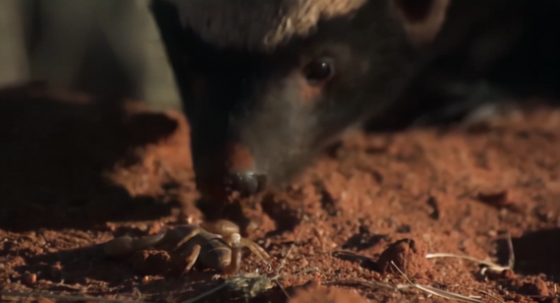 蜜獾两小时后继续享用毒蛇,蜜獾凶猛攻击人类