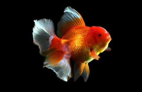 小金鱼缸怎么养金鱼,蝶尾金鱼好养还是龙睛金鱼好养活