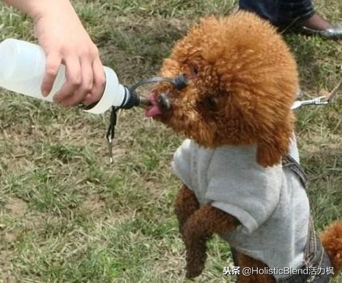 泰迪狗咳嗽气喘久治不愈,主人请来专家:它没病,是装的!