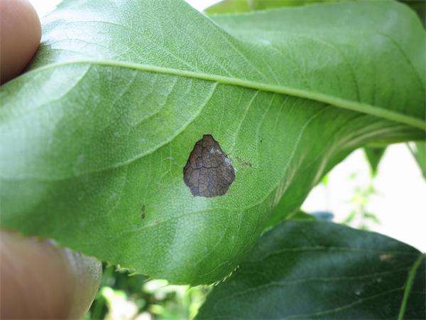 现在梨树用什么药防治病虫害,夏天梨树上挂瓶什么药防治病虫害