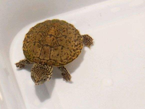 龟苗应激反应有哪些症状,龟中的小僵苗