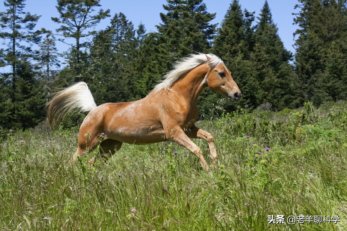 果真这么豪横？我国卖万元一匹，澳大利亚猎杀1万匹野马还嫌不够