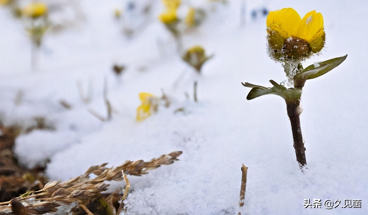 爱斯基摩人生吃北极熊,生食海豹