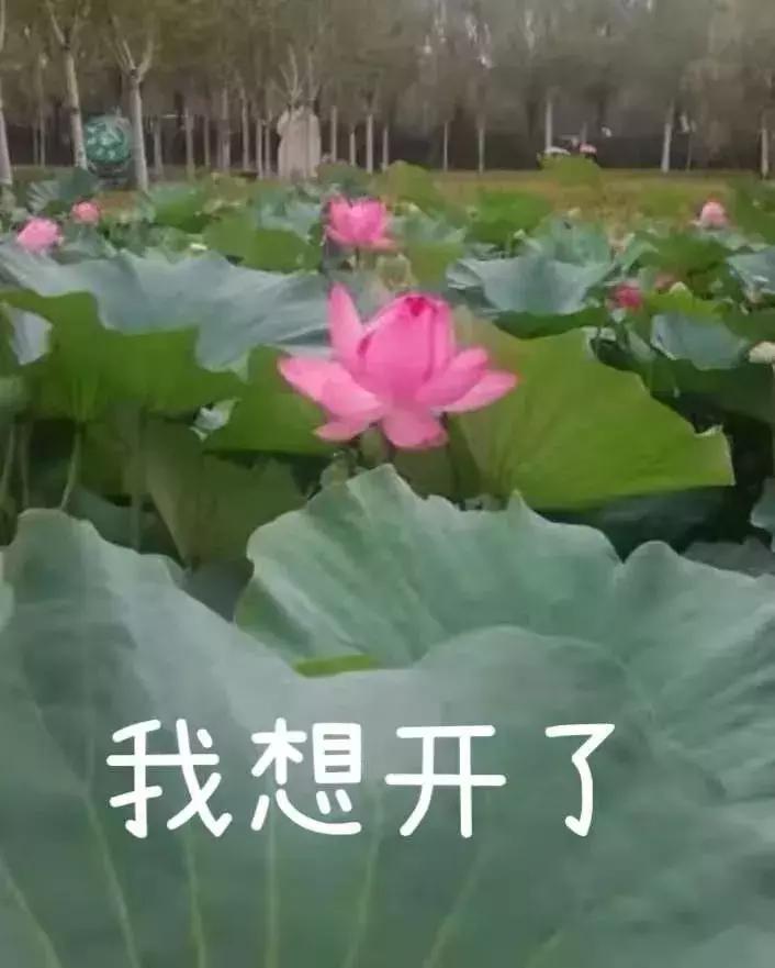 我想开了是什么修辞手法,我想开了表达什么意思