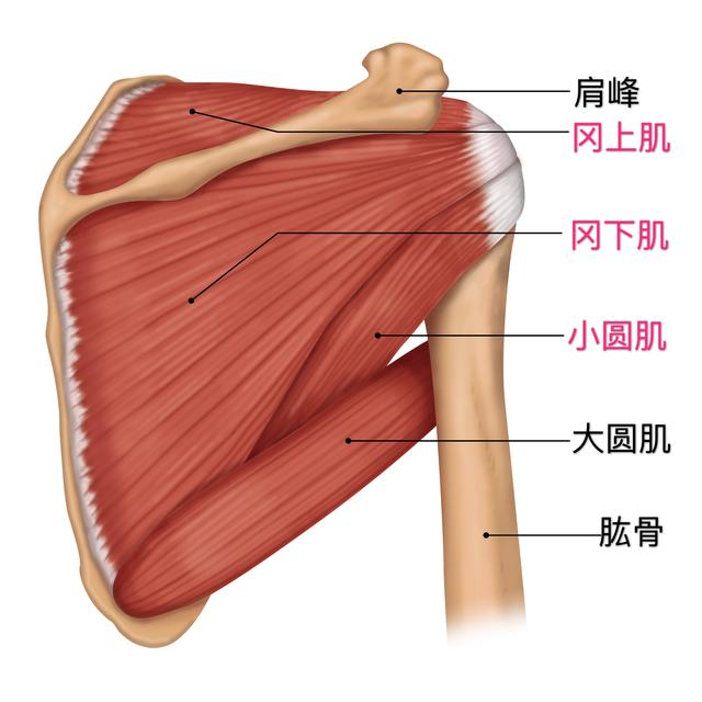 肩袖肌的激活与锻炼,增加肩袖肌群稳定的训练