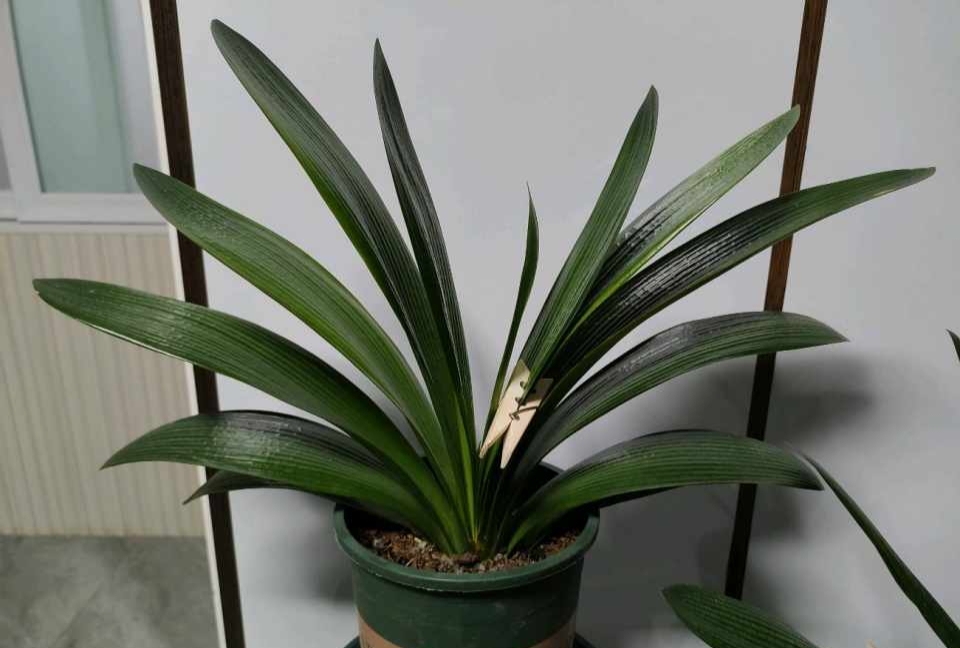 君子兰换盆时怎样防止生根,君子兰移盆注意事项