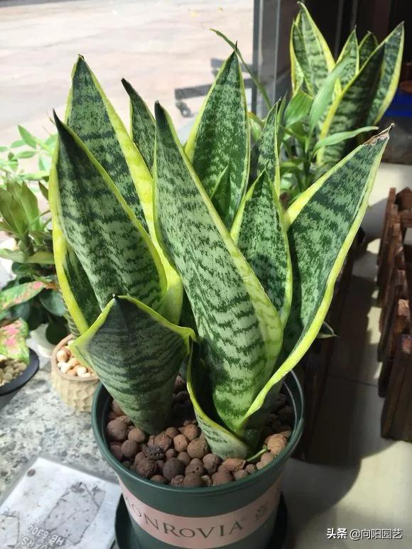 虎皮兰爆小崽但不长高,虎皮兰从底下长出小芽