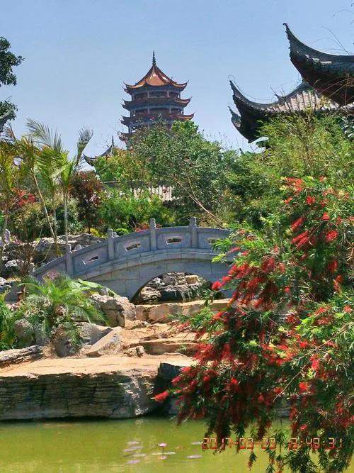 红色宝石树图片,红色宝石