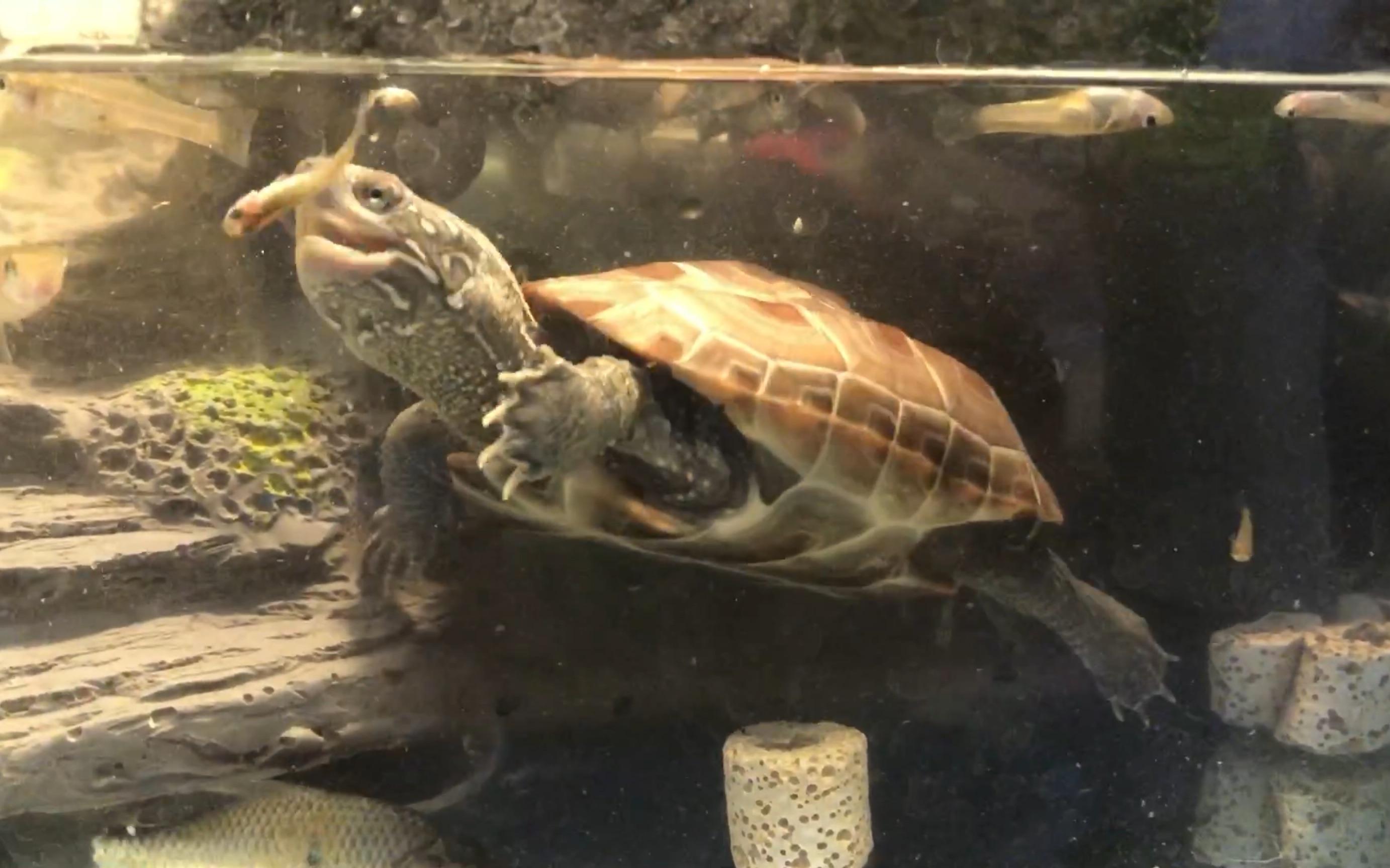 小乌龟一个月不喂食能饿死吗,小乌龟不开食