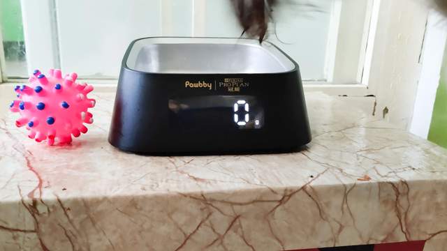 心中有数吃多少，避免主子吃撑大胖子，Pawbby智能宠物碗体验