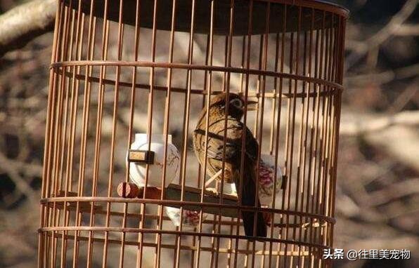 画眉鸟裸鸟打斗叫声,画眉鸟打斗声音