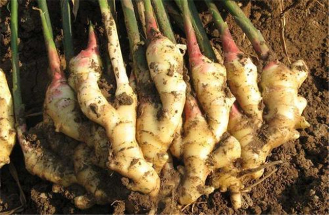 生姜种植技术总结及整理方法,生姜种植技术步骤