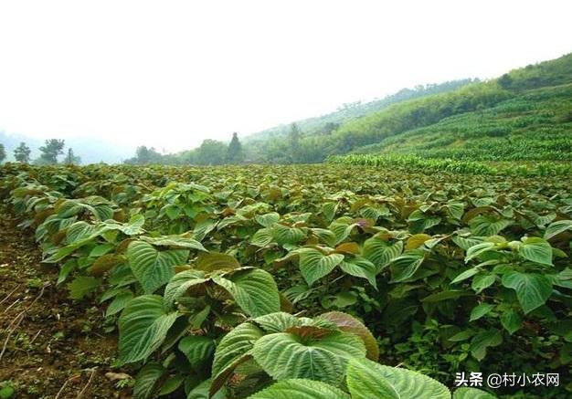 农村开山种什么最赚钱,农村种植什么最赚钱年入十几万