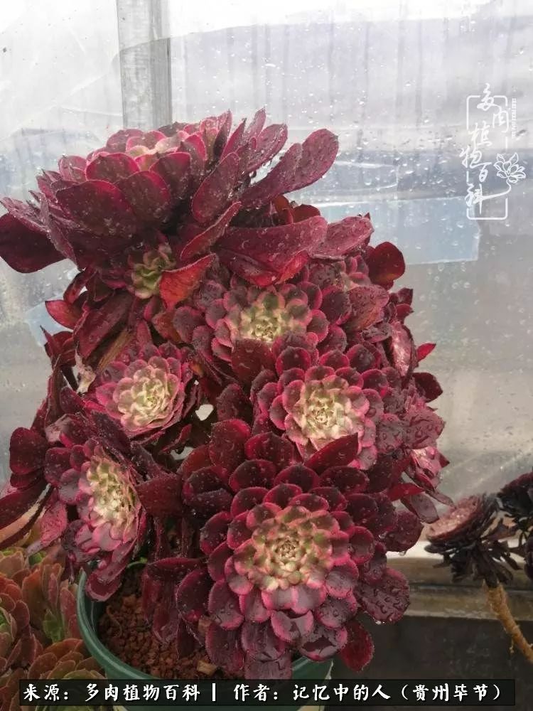 我心中的玫瑰原唱,我心中的玫瑰全部歌曲