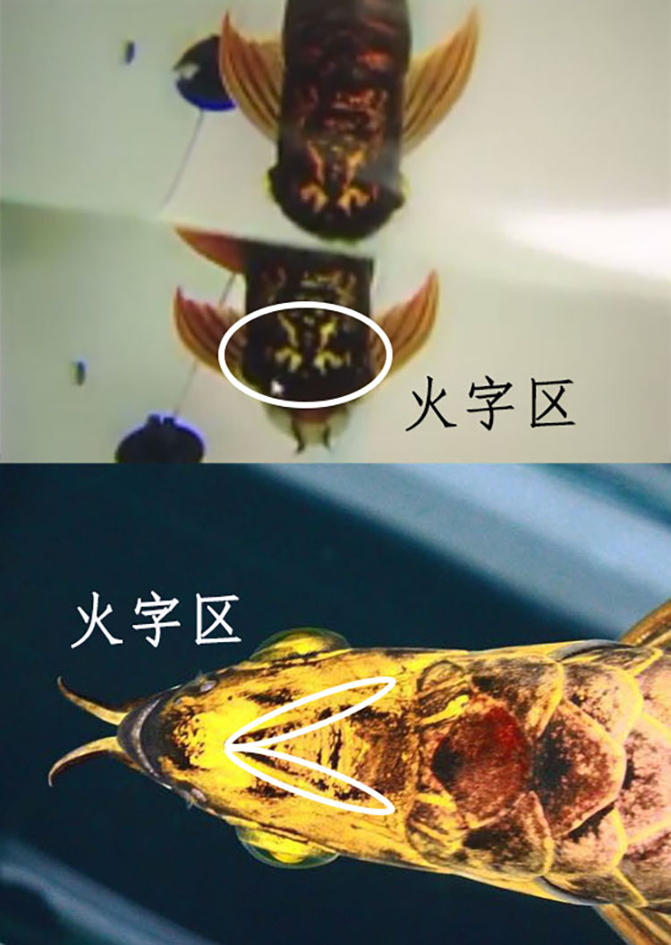 龙鱼幼鱼期怎么分辨金龙还是红龙,20公分龙鱼怎么区分金龙红龙