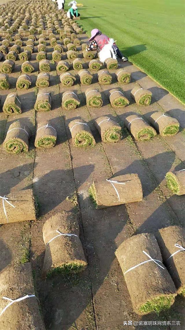 紫塞明珠,紫塞明珠苗木基地在哪里