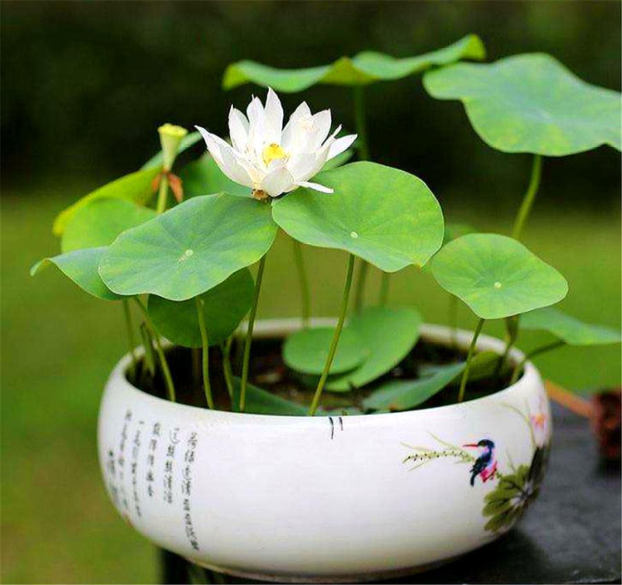 碗莲种植方法及生根方法,碗莲种植方法开花全过程