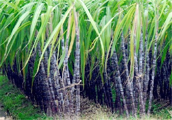 广西2020年黑皮果蔗产量是多少,黑皮甘蔗种植技术和管理技术