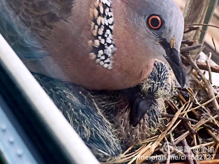 四只小鸟的故事视频,四只白鸟的故事