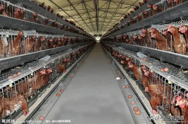 兽用疫苗生产企业名单查询,生产兽用疫苗企业有多少家