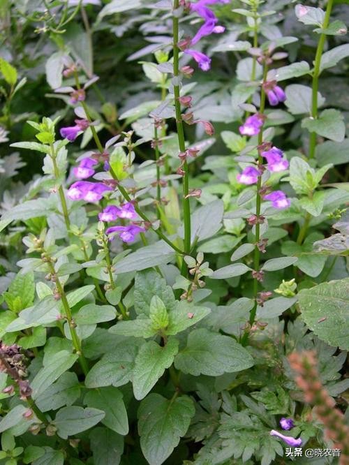 半枝莲的价格,半枝莲种植成本和利润