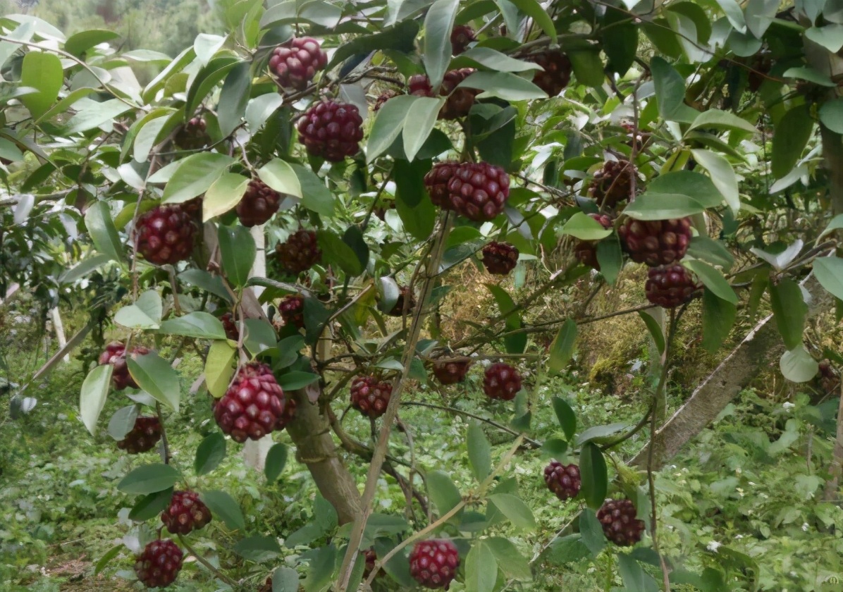 长得像超大荔枝是什么品种,像荔枝但是很大的水果
