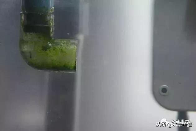 草缸常见10种藻类的解决方法,草缸藻类生物防治方法