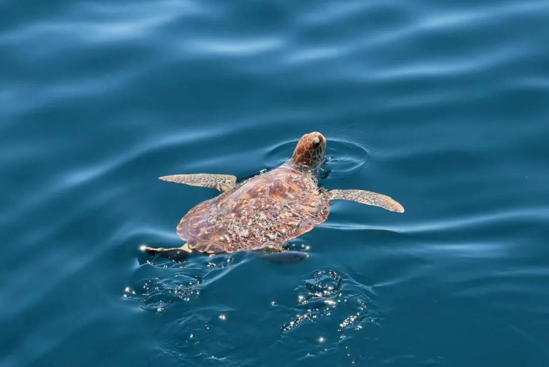 非法交易乌龟案,非法销售海砂