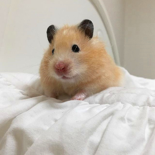 仓鼠春季注意事项,仓鼠春天要注意什么