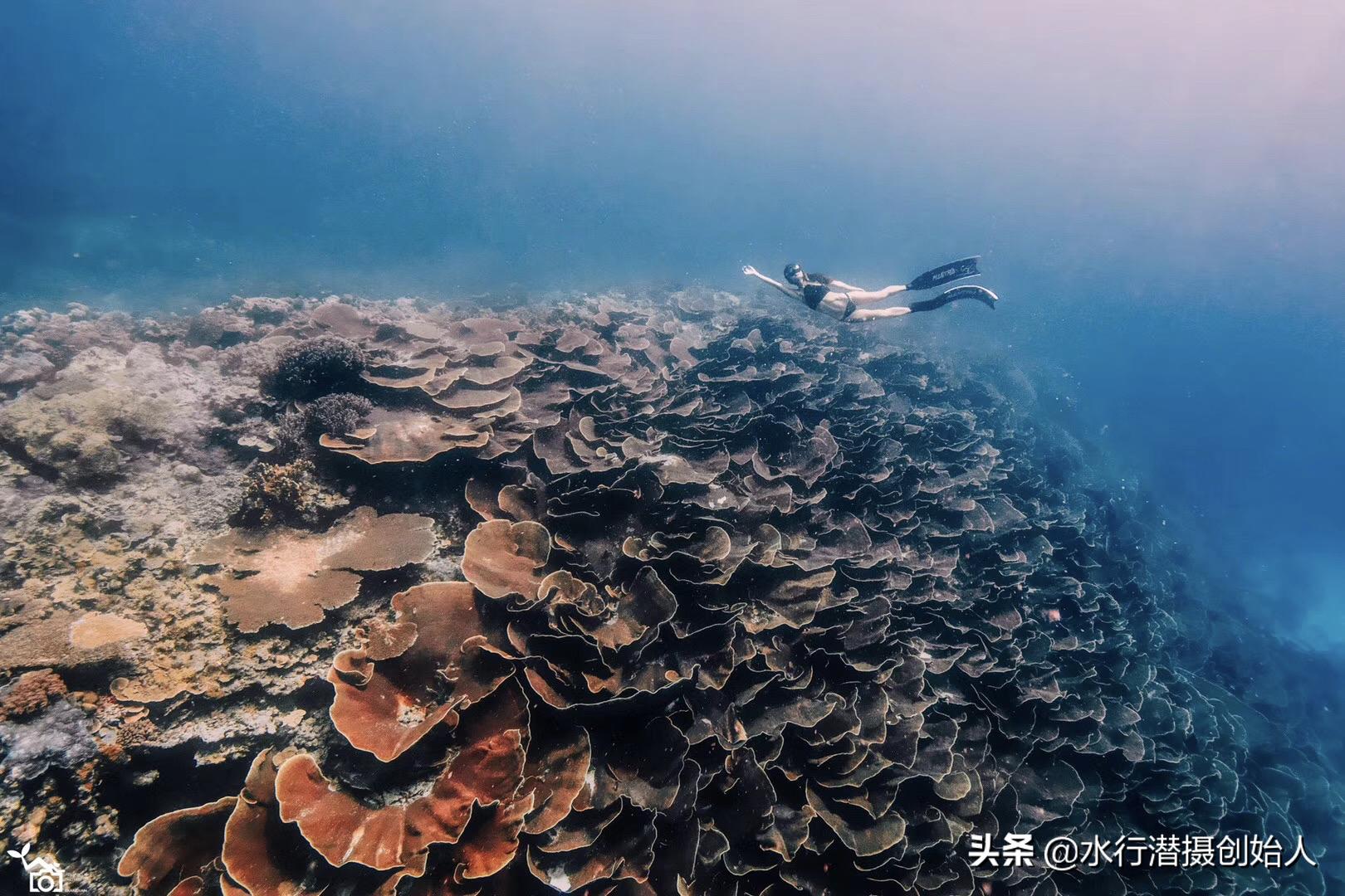 帕劳岛自由行潜水,帕劳水母湖自由潜视频