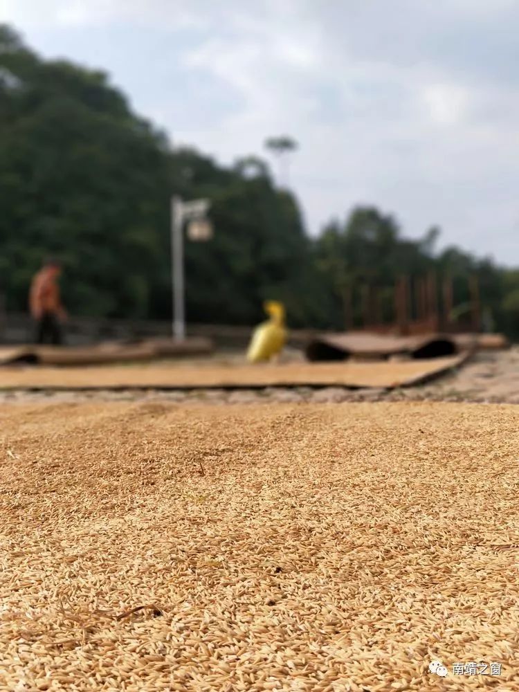 漳州南靖：有一种美，叫秋天的南靖