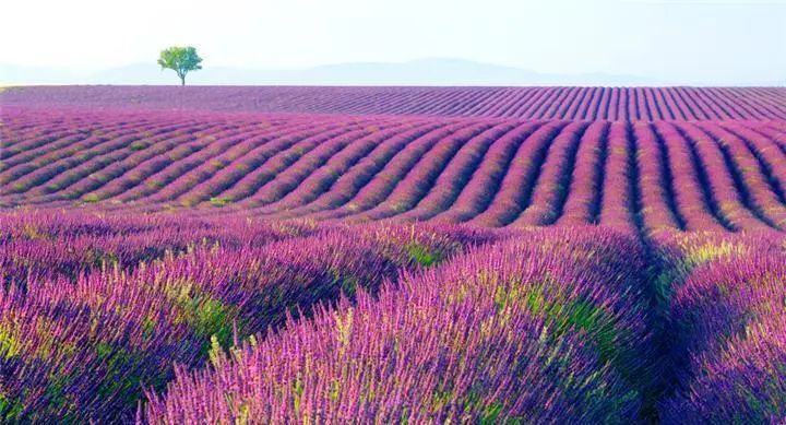 伊犁霍城薰衣草普罗旺斯,霍城薰衣草和北海道普罗旺斯