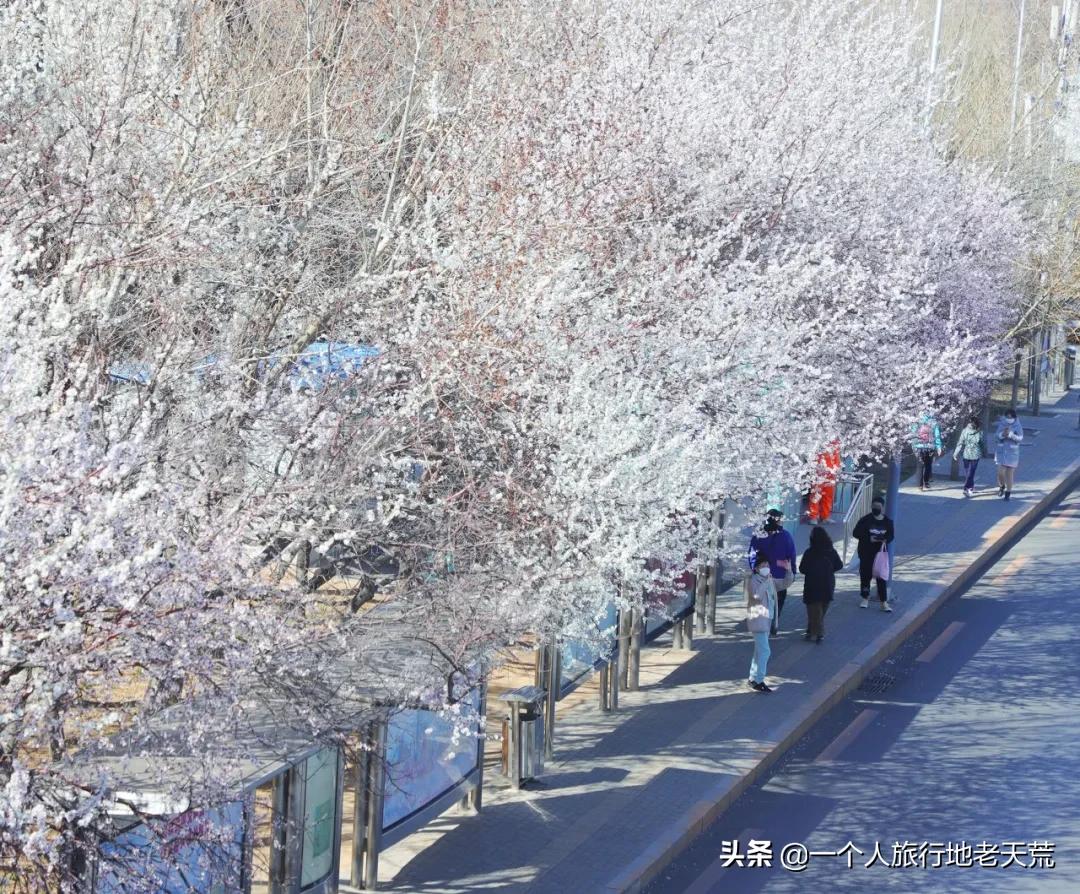 北方这座海滨老城，樱花不输日本，浪漫更胜巴黎