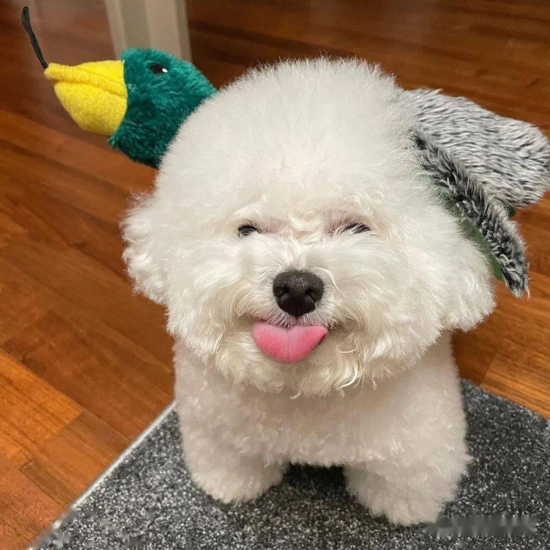 比熊犬对你做这些事，说明它的心里只有你