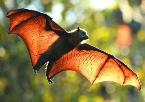 100个搞笑冷知识动物,奇葩动物冷知识你都知道哪几个