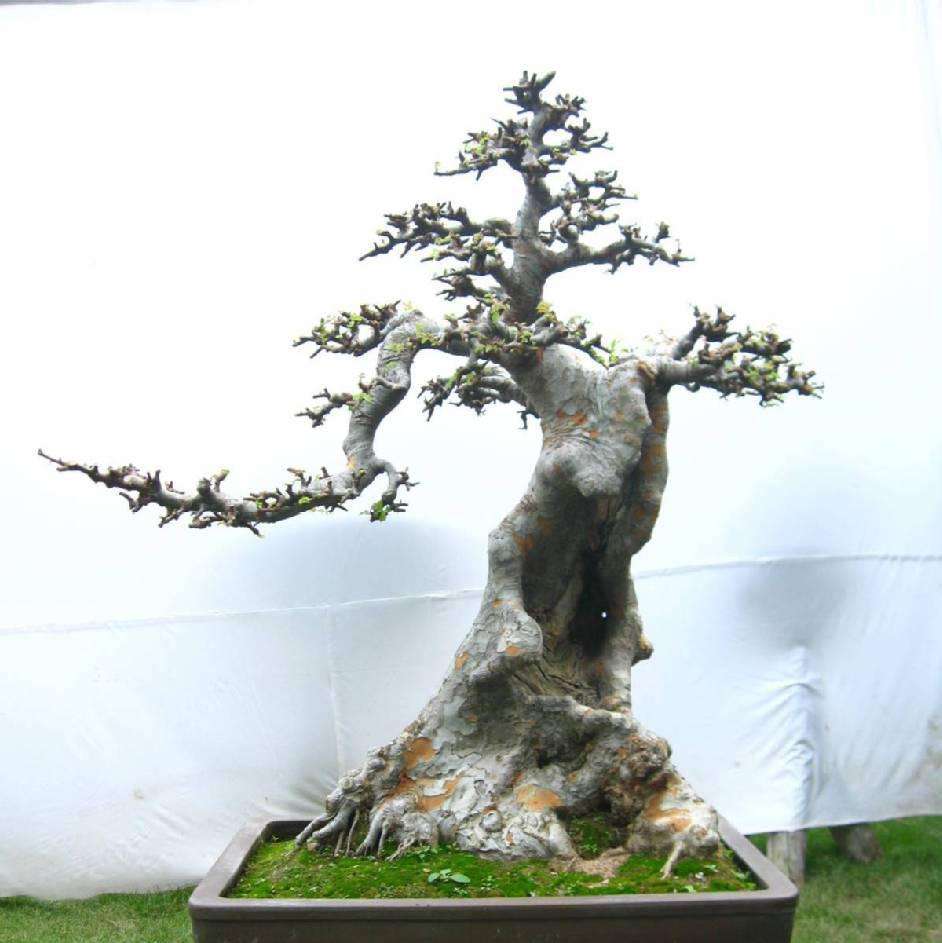 雀梅盆景冬天怎么养护,雀梅盆景养护方法