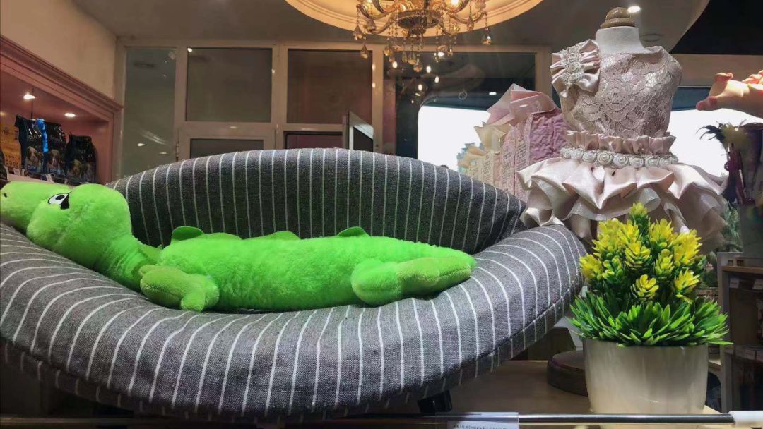 开宠物店成都哪里最好卖,成都最大宠物连锁店